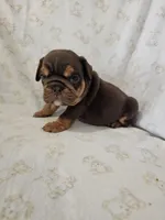 Elsa, a female English Bulldog for sale in Stanley, VA – Photo 4 of 4