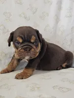 Elsa, a female English Bulldog for sale in Stanley, VA – Photo 2 of 4