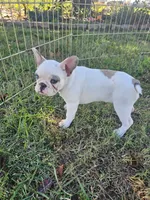 Dolly, a female French Bulldog for sale in Stanley, VA – 2 of 3
