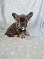 Leo, a male French Bulldog for sale in Stanley, VA – Photo 3 of 3