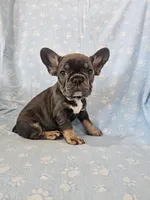 Leo, a male French Bulldog for sale in Stanley, VA – Photo 1 of 3