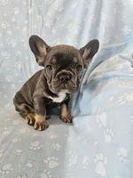 Leo, a male French Bulldog for sale in Stanley, VA – Photo 2 of 3