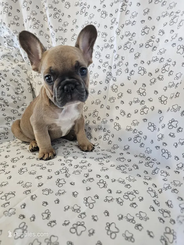 Faith – French Bulldog puppy for sale in Stanley, VA