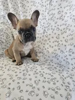 Faith, a female French Bulldog for sale in Stanley, VA – 1 of 4