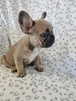 Faith, a female French Bulldog for sale in Stanley, VA – 4 of 4