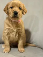 Chloe, a female Golden Retriever for sale in Los Angeles, CA – 3 of 4