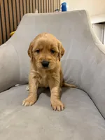 Chloe, a female Golden Retriever for sale in Los Angeles, CA – 2 of 4