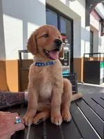 Rocky, a male Golden Retriever for sale in Los Angeles, CA – 2 of 3
