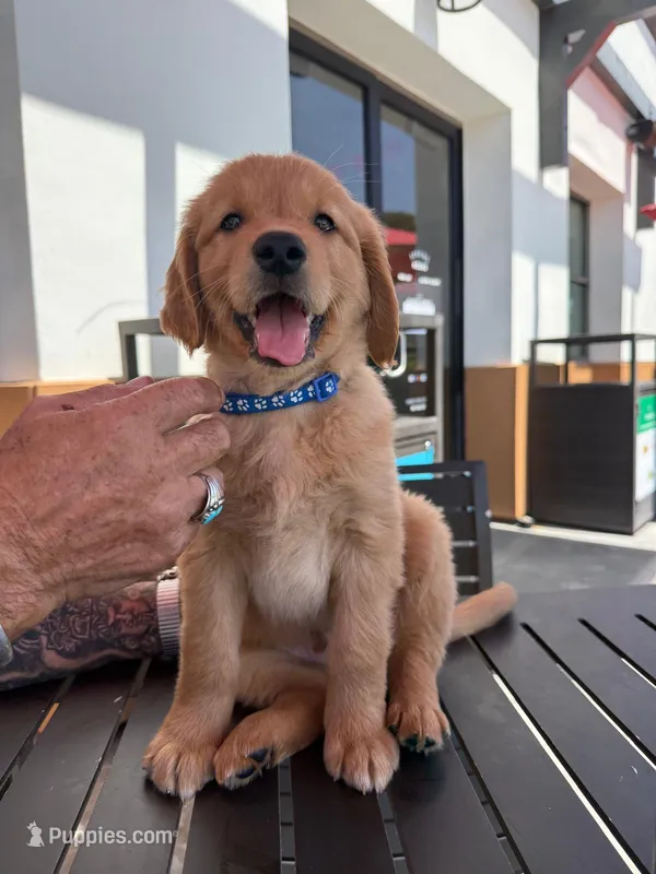 Rocky, a male Golden Retriever for sale in Los Angeles, CA – 1 of 3
