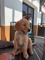 Rocky, a male Golden Retriever for sale in Los Angeles, CA – 3 of 3