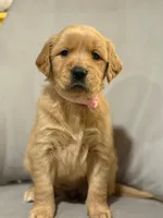 Chloe, a female Golden Retriever for sale in Los Angeles, CA – 1 of 4