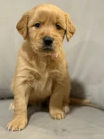 Chloe, a female Golden Retriever for sale in Los Angeles, CA – 4 of 4