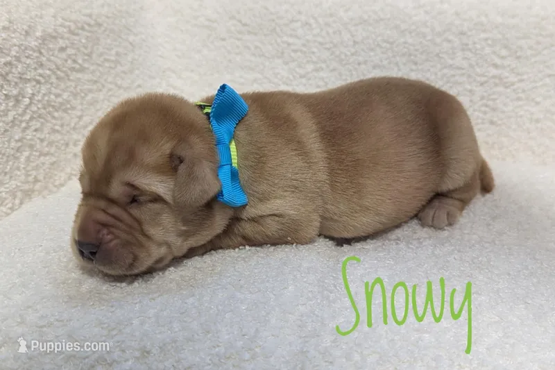 Snowy – Labrador Retriever puppy for sale in Lima, OH