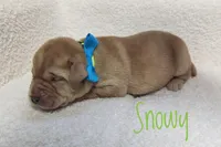 Snowy, a male Labrador Retriever for sale in Lima, OH – Photo 1 of 3