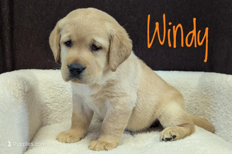 Windy – Labrador Retriever puppy for sale in Lima, OH