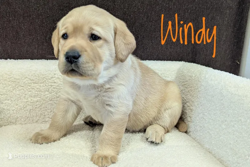 Windy – Labrador Retriever puppy for sale in Lima, OH
