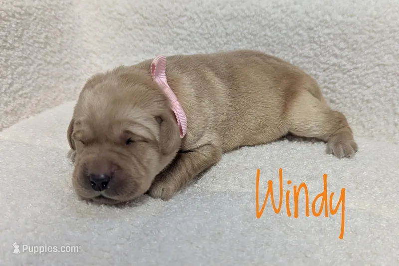 Windy – Labrador Retriever puppy for sale in Lima, OH