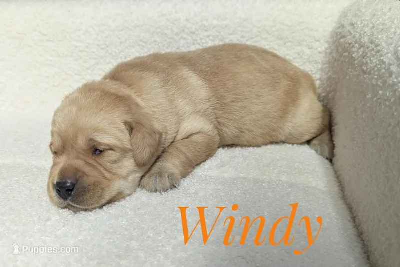 Windy – Labrador Retriever puppy for sale in Lima, OH