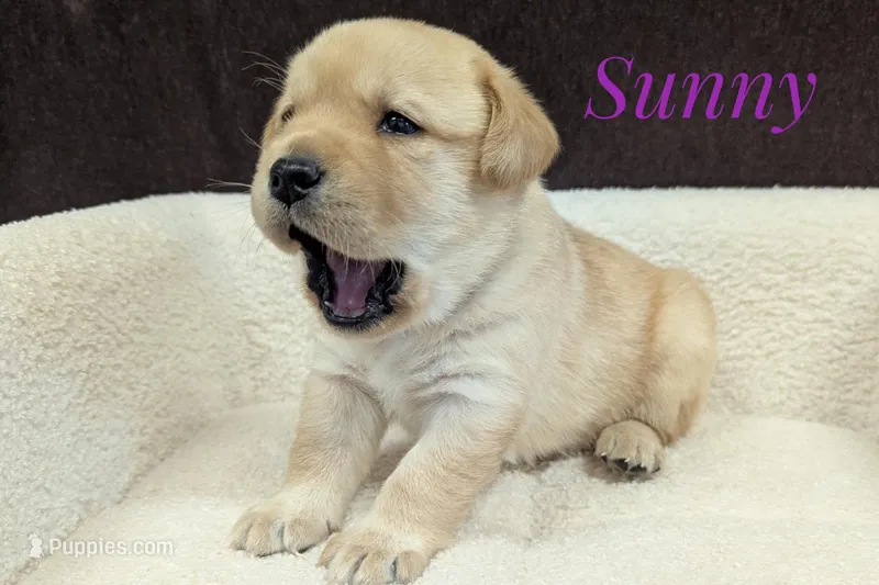 Sunny – Labrador Retriever puppy for sale in Lima, OH