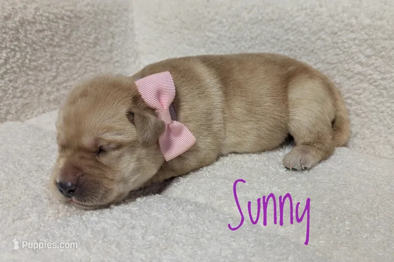 Sunny – Labrador Retriever puppy for sale in Lima, OH