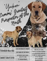 Sunny, a female Labrador Retriever for sale in Lima, OH – Photo 3 of 3