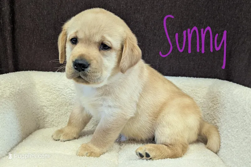 Sunny – Labrador Retriever puppy for sale in Lima, OH