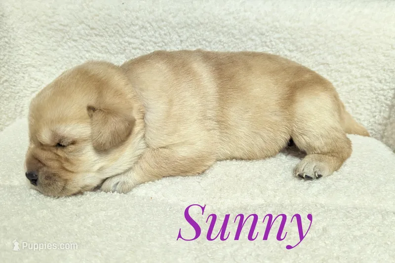 Sunny – Labrador Retriever puppy for sale in Lima, OH
