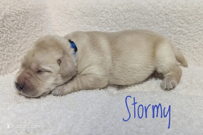 Stormy – Labrador Retriever puppy for sale in Lima, OH