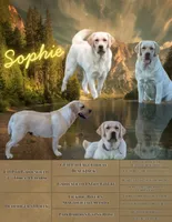 Misty, a female Labrador Retriever for sale in Lima, OH – Photo 2 of 3