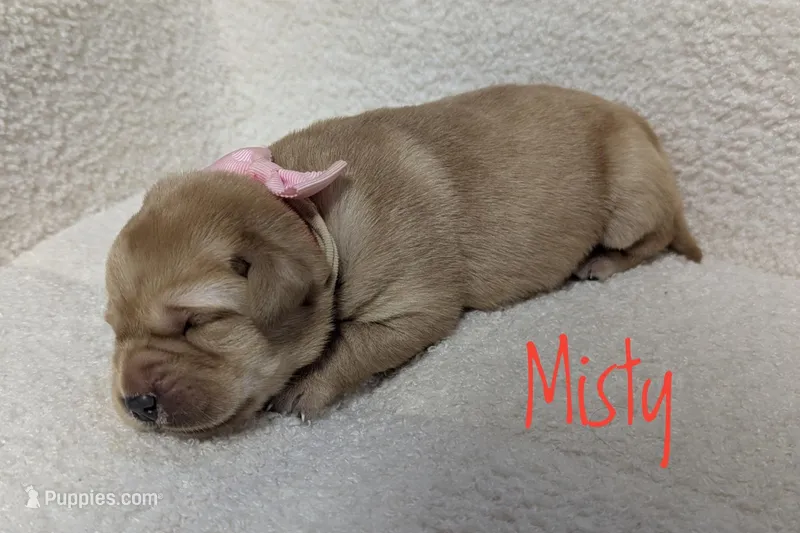 Misty – Labrador Retriever puppy for sale in Lima, OH