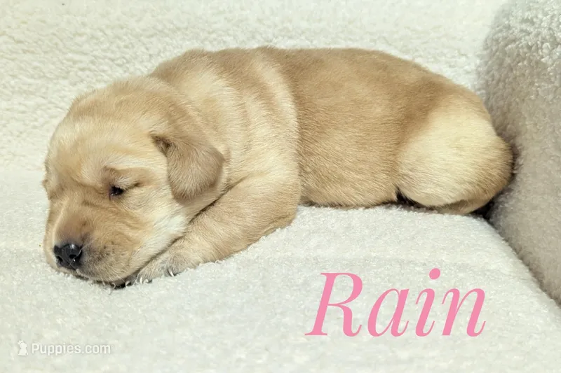 Rain – Labrador Retriever puppy for sale in Lima, OH
