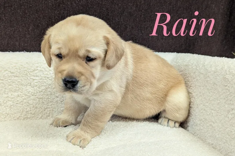 Rain – Labrador Retriever puppy for sale in Lima, OH
