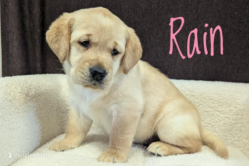 Rain – Labrador Retriever puppy for sale in Lima, OH