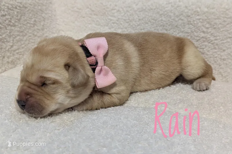 Rain – Labrador Retriever puppy for sale in Lima, OH