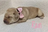 Rain, a female Labrador Retriever for sale in Lima, OH – Photo 1 of 3