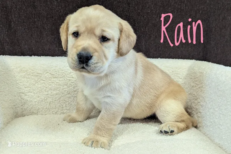 Rain – Labrador Retriever puppy for sale in Lima, OH