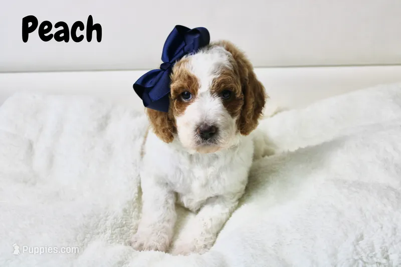 Peach – Goldendoodle puppy for sale in Casa Grande, AZ