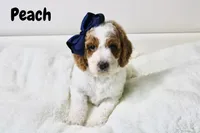 Peach, a female Goldendoodle for sale in Casa Grande, AZ – 1 of 2