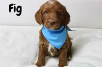 Fig, a male Goldendoodle for sale in Casa Grande, AZ – 1 of 2