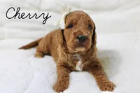 Cherry, a female Goldendoodle for sale in Casa Grande, AZ – 1 of 2