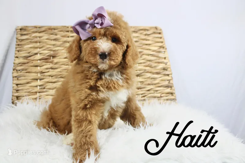 Haiti – Bernedoodle puppy for sale in Casa Grande, AZ