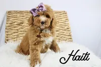 Haiti, a female Bernedoodle for sale in Casa Grande, AZ – 1 of 3