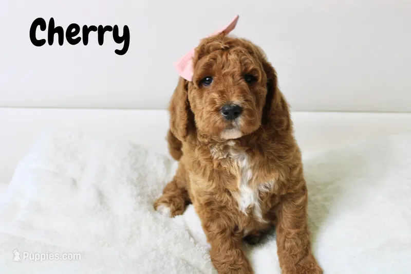 Cherry – Goldendoodle puppy for sale in Casa Grande, AZ