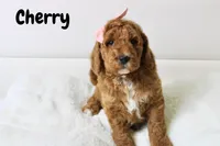 Cherry, a female Goldendoodle for sale in Casa Grande, AZ – 1 of 2