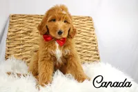 Canada, a male Bernedoodle for sale in Casa Grande, AZ – 1 of 3