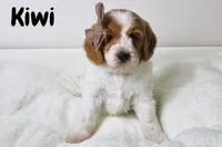 Kiwi, a female Goldendoodle for sale in Casa Grande, AZ – 2 of 2