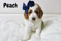 Peach, a female Goldendoodle for sale in Casa Grande, AZ – 2 of 2