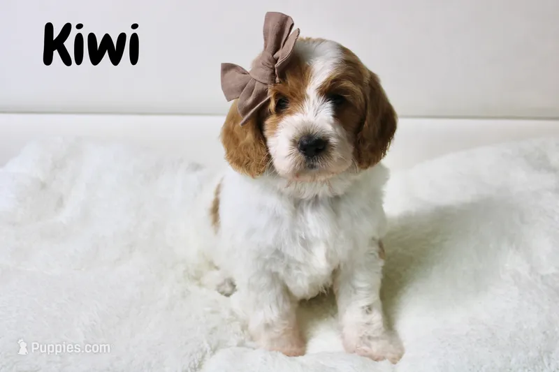 Kiwi – Goldendoodle puppy for sale in Casa Grande, AZ