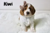 Kiwi, a female Goldendoodle for sale in Casa Grande, AZ – 1 of 2