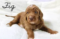 Fig, a male Goldendoodle for sale in Casa Grande, AZ – 2 of 2
